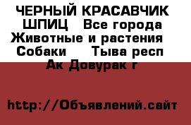 ЧЕРНЫЙ КРАСАВЧИК ШПИЦ - Все города Животные и растения » Собаки   . Тыва респ.,Ак-Довурак г.